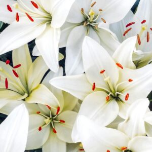 A stunning close-up of white lilies with vibrant orange stamens showcasing elegance and simplicity.